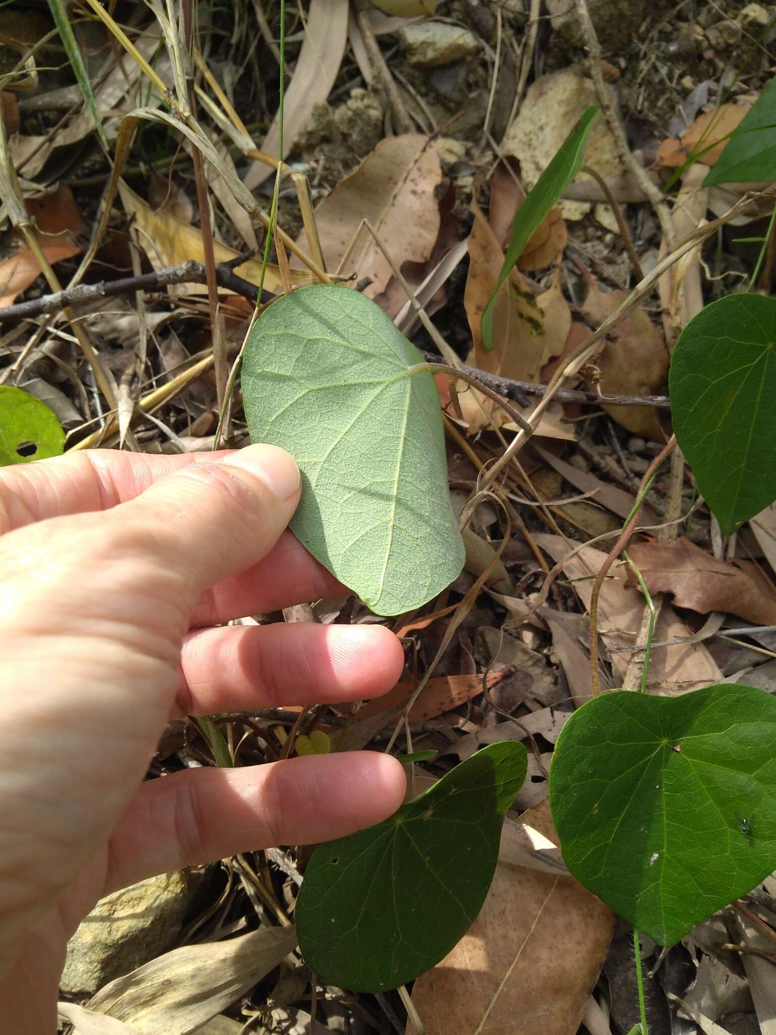 Image de Stephania japonica var. discolor (Bl.) Forman