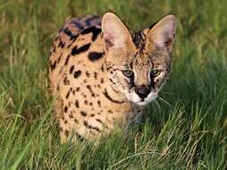 Image of Leptailurus serval serval (Schreber 1776)