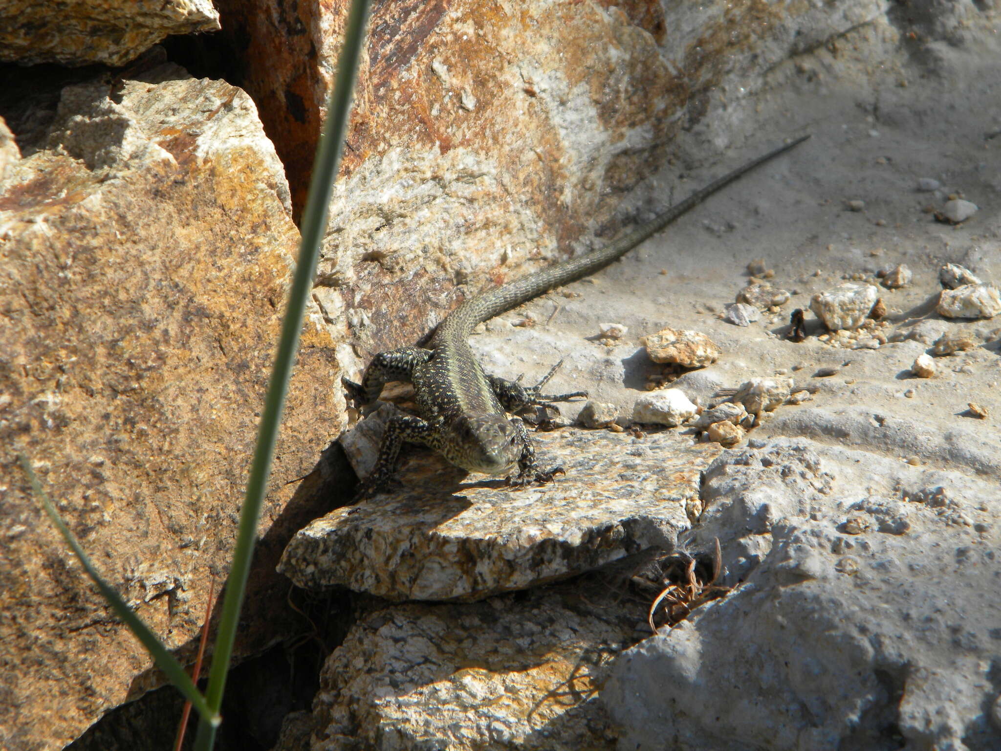 Image of Anatolian Rock Lizard
