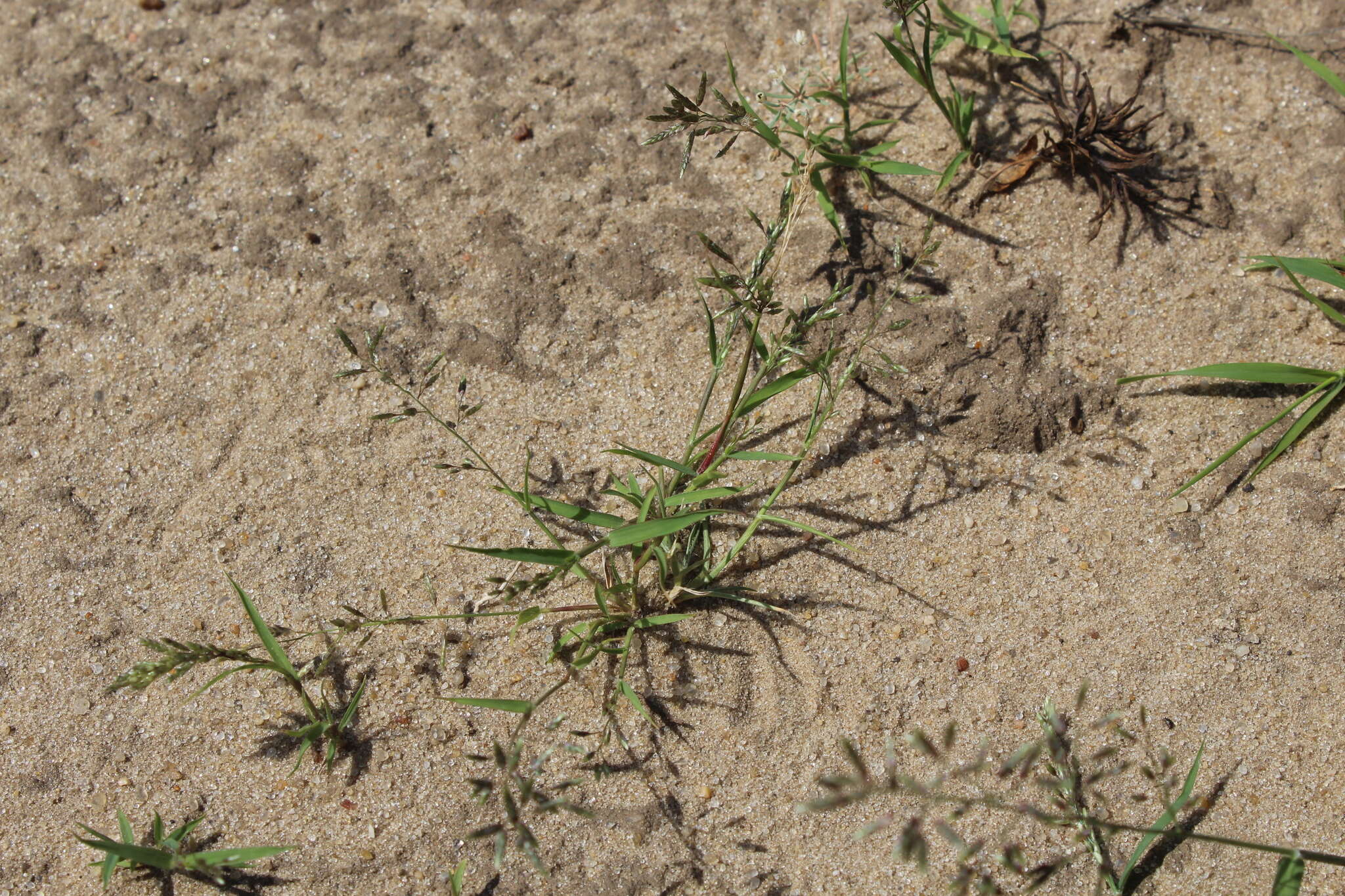 Image of small love grass