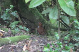 Image of Bicolored Antpitta