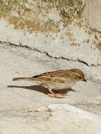 Image of Passer domesticus biblicus Hartert 1904