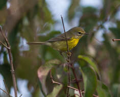 Image of Prairie Warbler