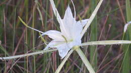 Image of alligatorlily