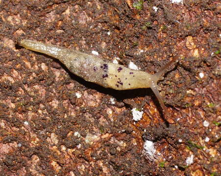 Image of Cystopelta purpurea Davies 1912