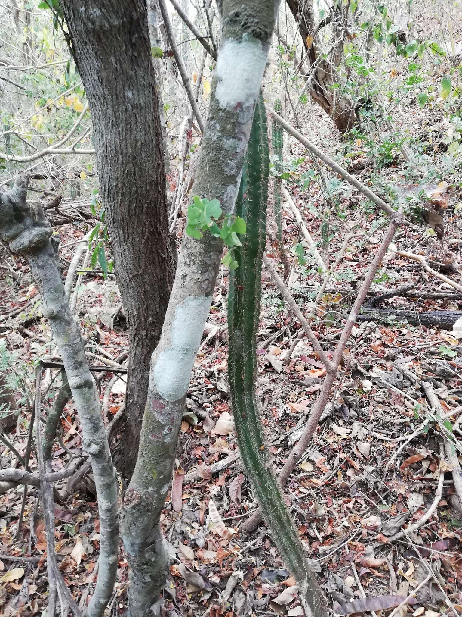 Image of <i>Acanthocereus oaxacensis</i>