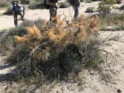 Image of <i>Cuscuta psorothamnensis</i>