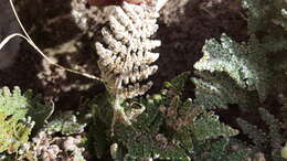 Image of Coville's lipfern