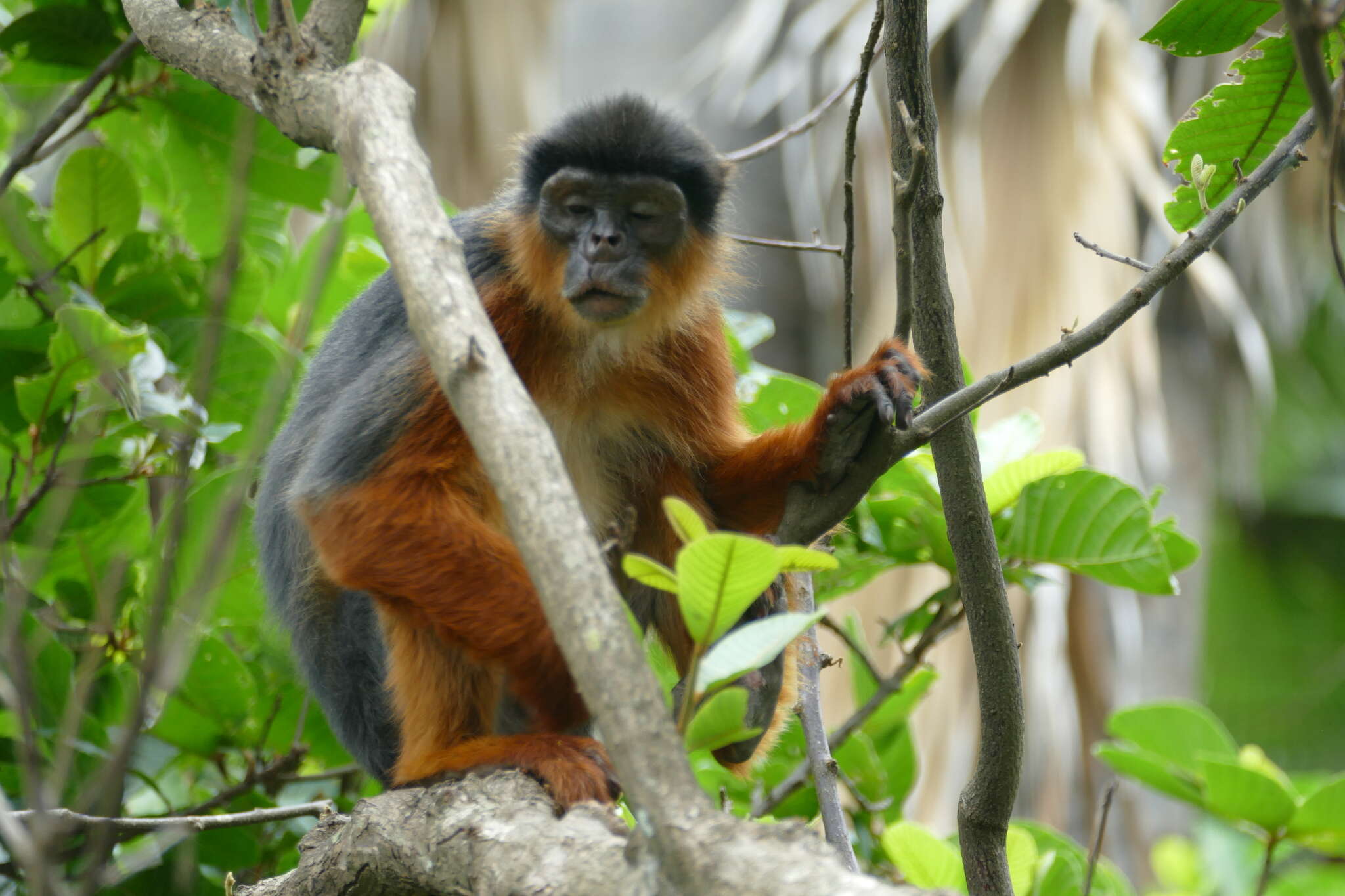 Image of Piliocolobus badius temminckii (Kuhl 1820)