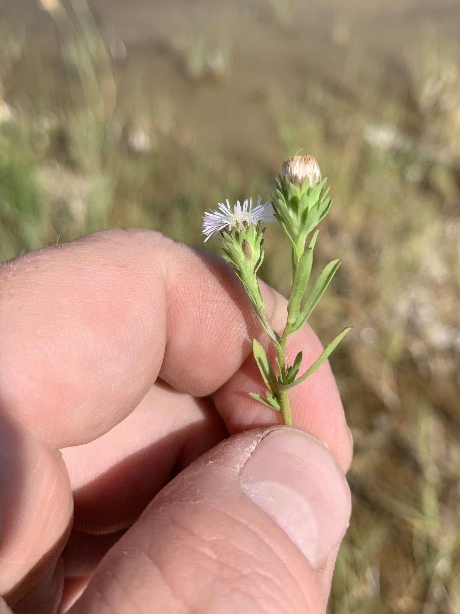 Image of short-rayed alkali aster