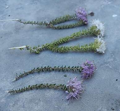 Image of Agathosma cerefolium (Vent.) Bartl. & Wendl. fil.