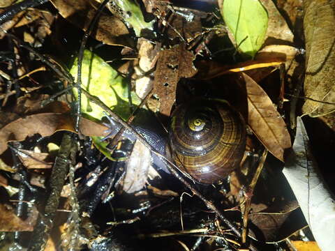 Image of Powelliphanta traversi (Powell 1930)