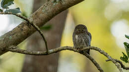 Imagem de Glaucidium radiatum (Tickell 1833)