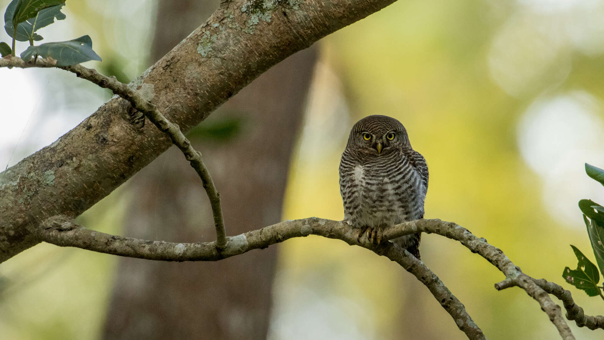 Imagem de Glaucidium radiatum (Tickell 1833)