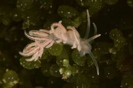 Image of coral nudibranch