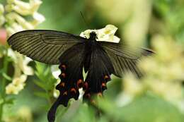 Sivun Papilio macilentus Janson 1877 kuva