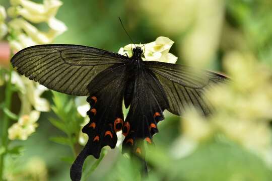 Sivun Papilio macilentus Janson 1877 kuva