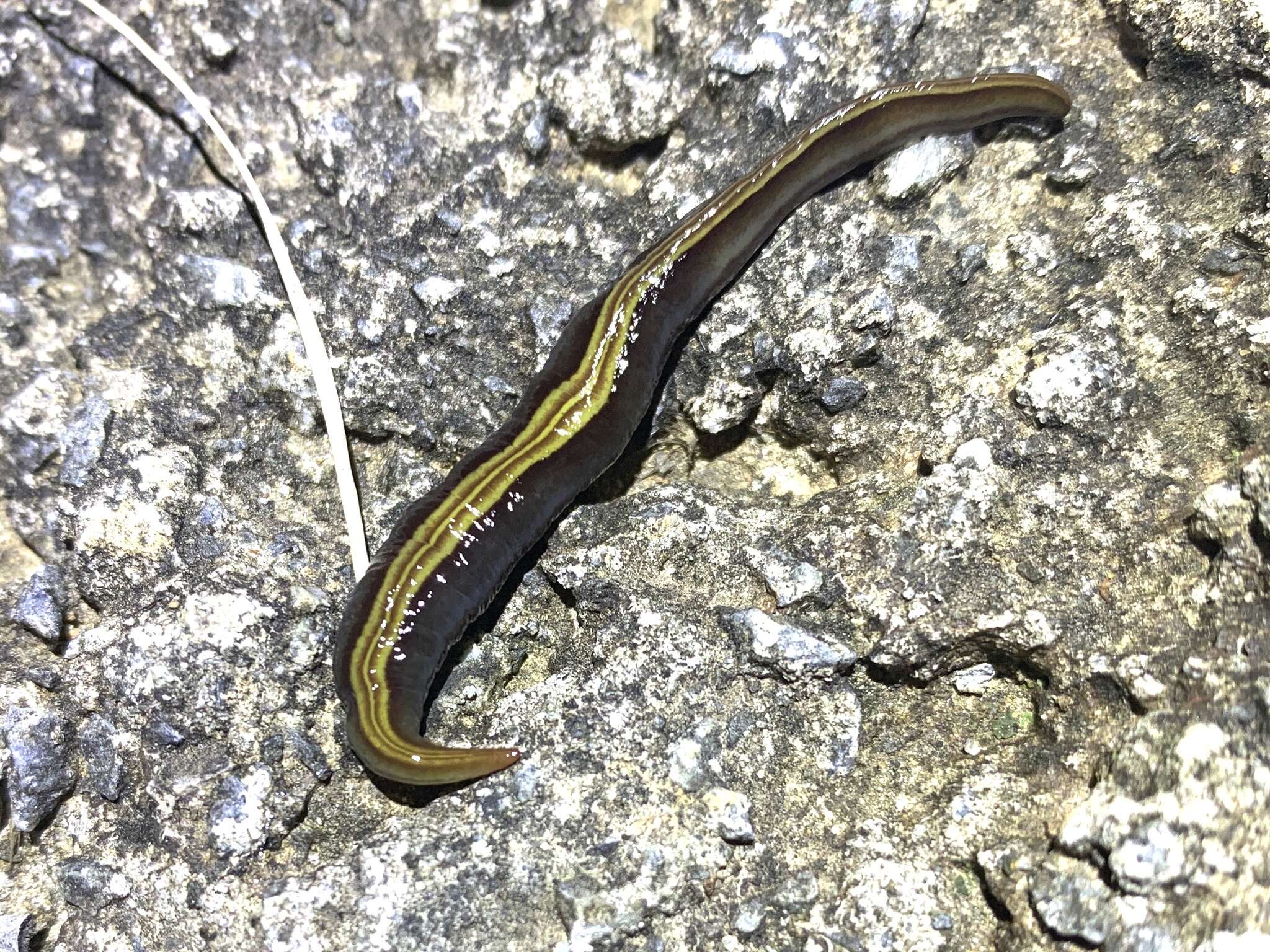 Imagem de Caenoplana bicolor (Graff 1899)