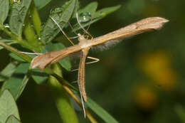 Image de Stenoptilia pterodactyla (Linnaeus 1761)