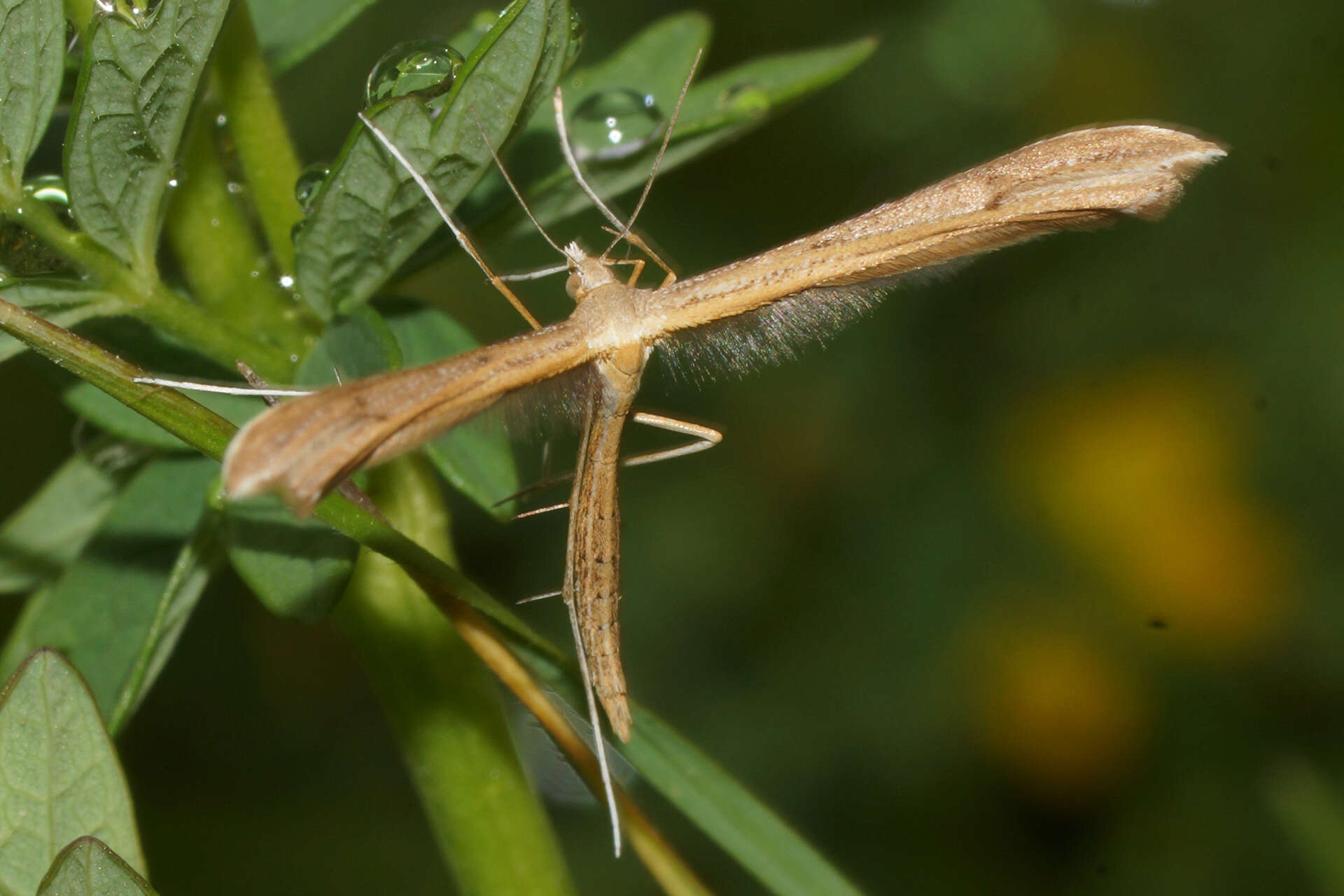 Image de Stenoptilia pterodactyla (Linnaeus 1761)