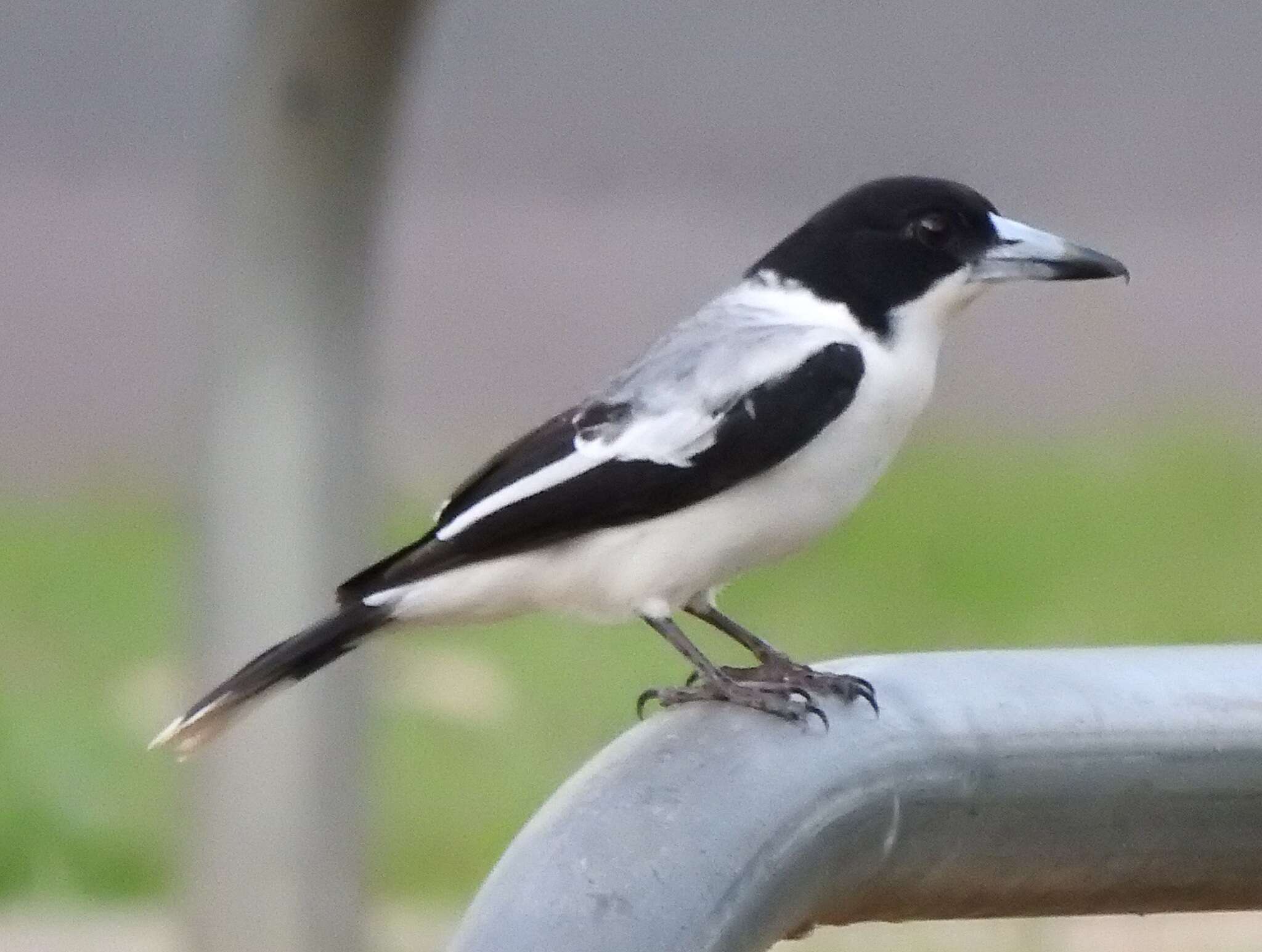 Image of Silver-backed Butcherbird