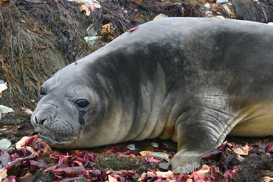 Image of South Atlantic Elephant-seal