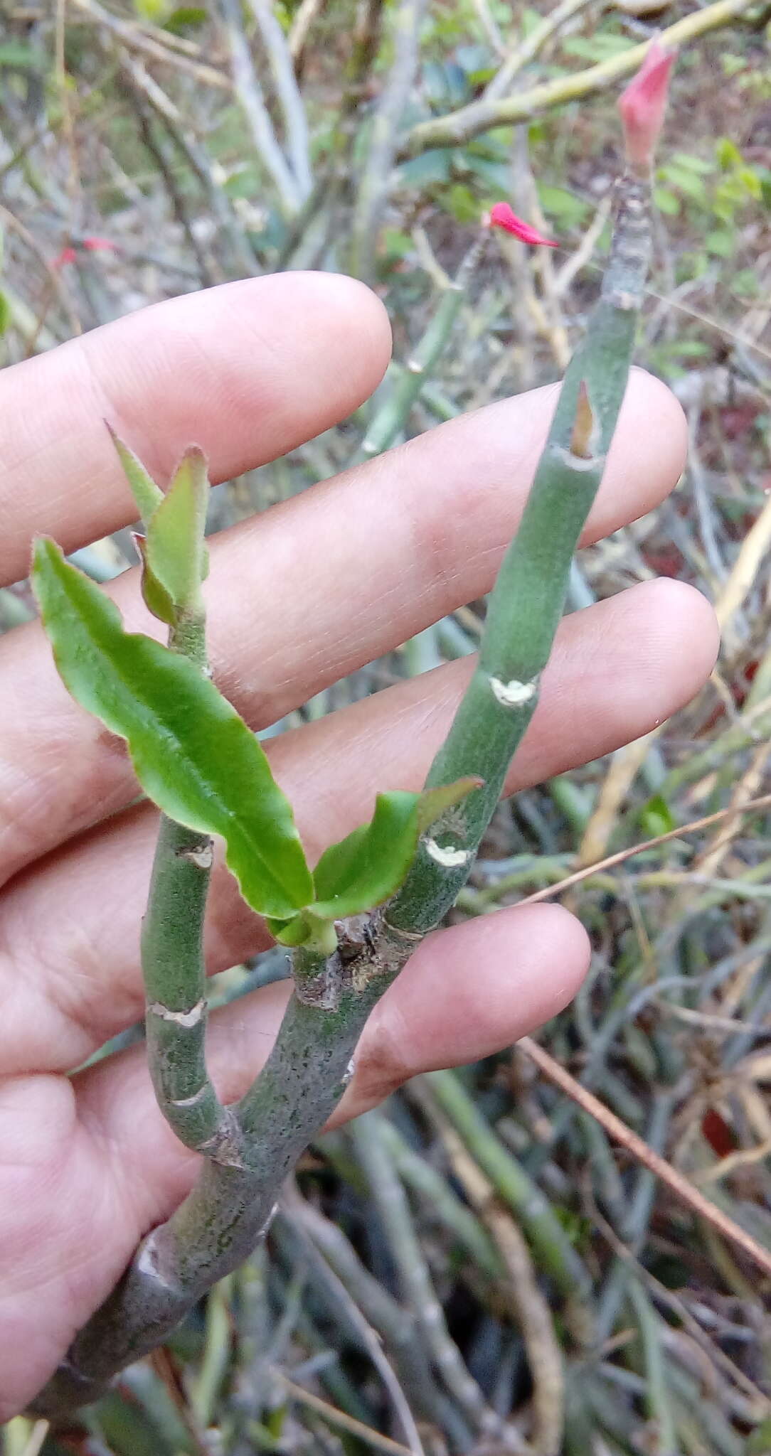 Plancia ëd Euphorbia tithymaloides L.