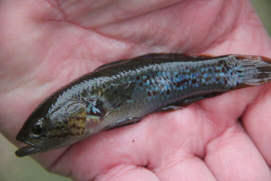 Image of Purple-spotted gudgeon