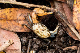 Image of Galápagos Fiddler Crab
