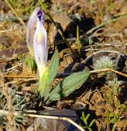 Image of Babiana pauciflora G. J. Lewis