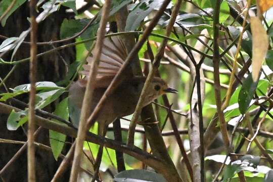 Image of Dusky Fulvetta