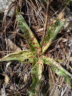 Image of Agave stictata Thiede & Eggli