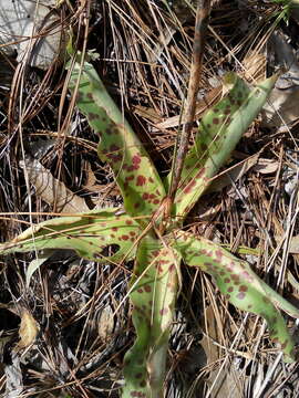 Слика од Agave stictata Thiede & Eggli