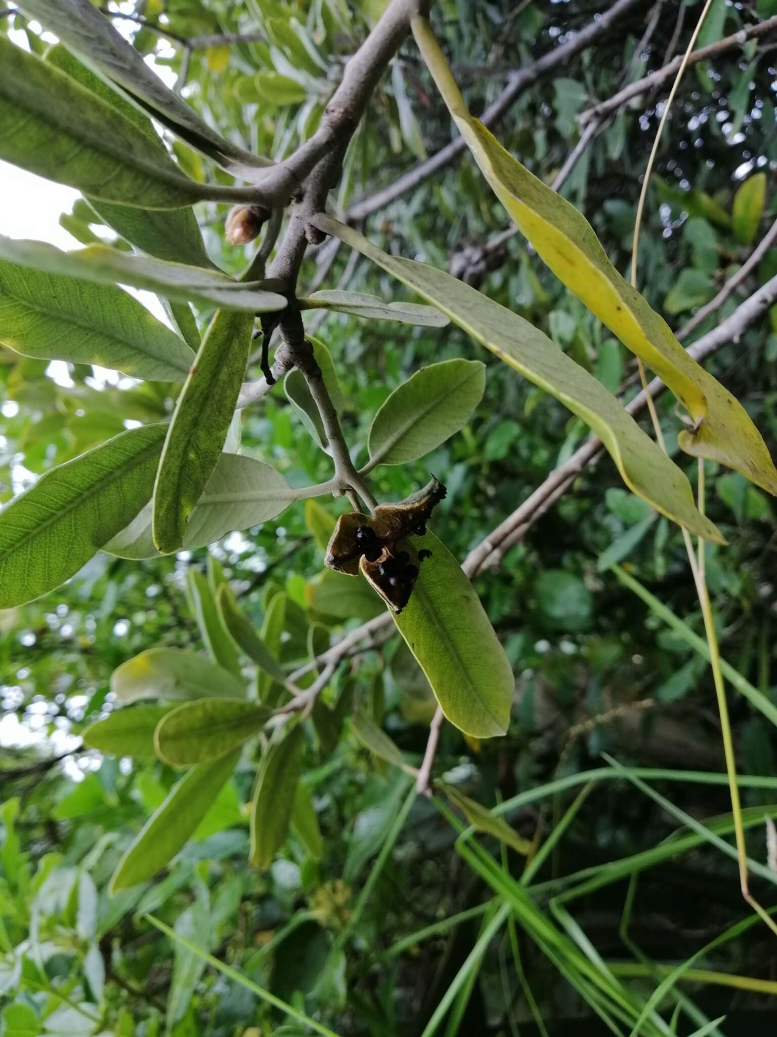 Image de Pittosporum huttonianum T. Kirk