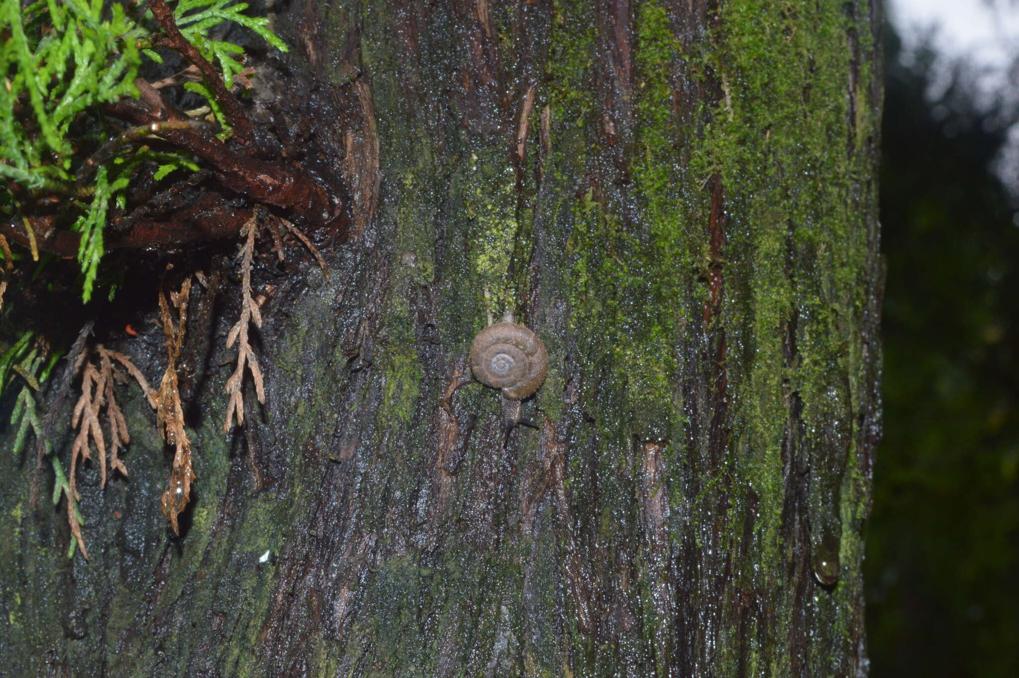 Image of Trichobradybaena M. Wu & J.-Y. Guo 2003