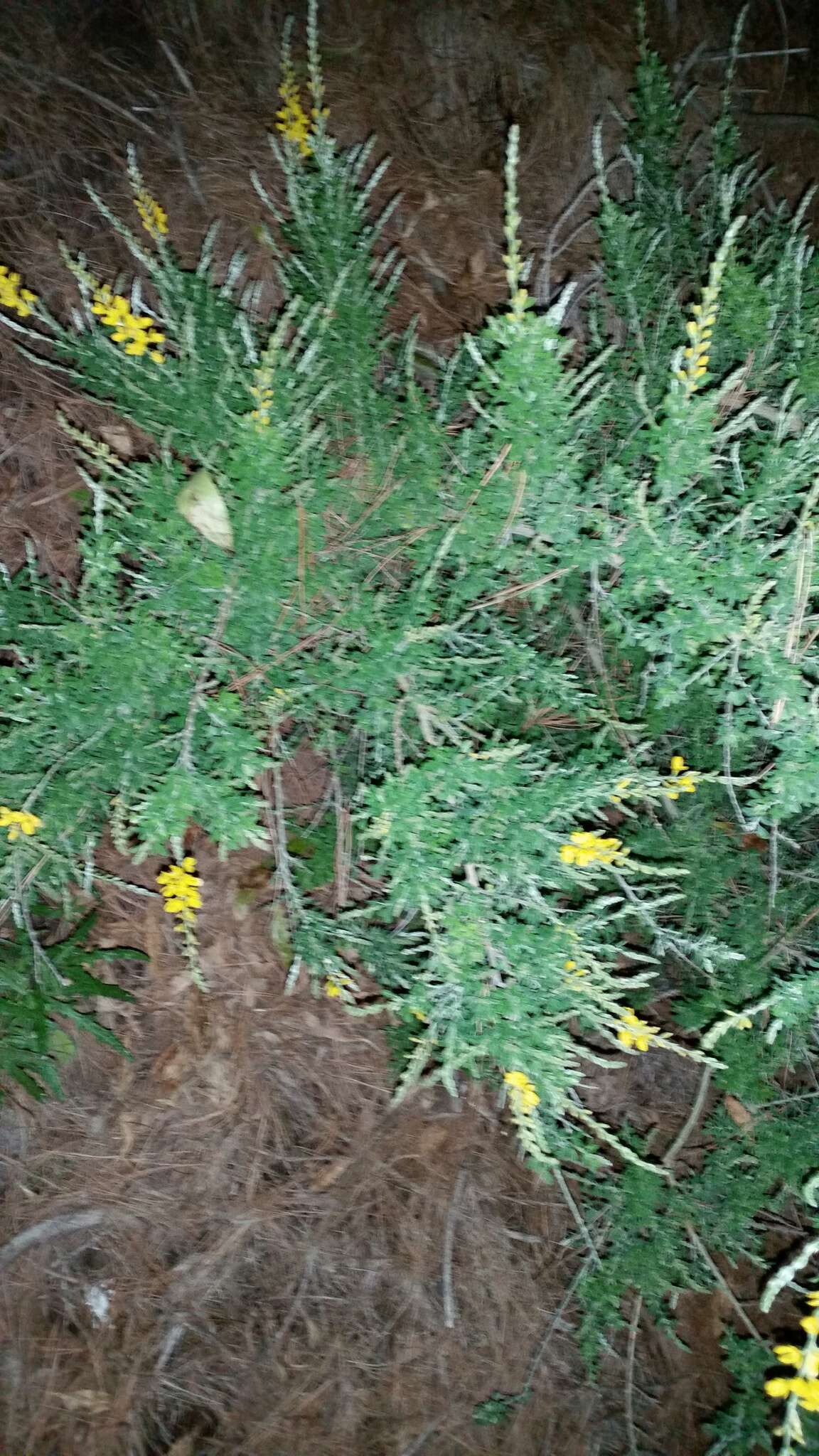 Image of leafy broom