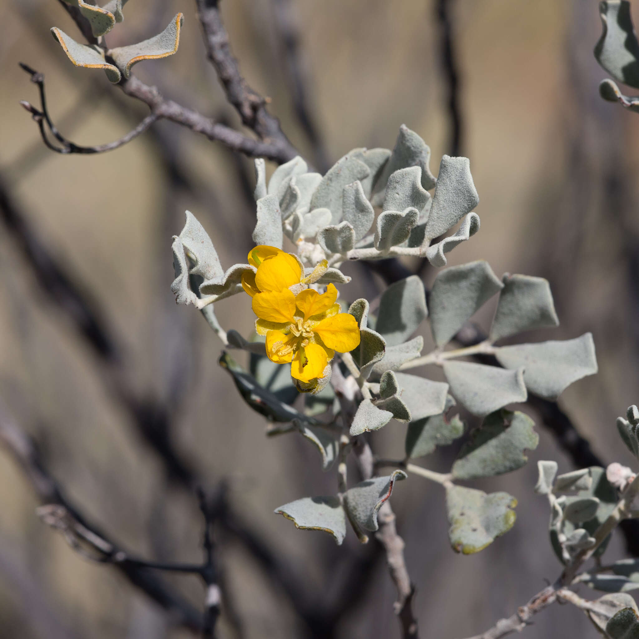 Слика од <i>Senna artemisioides</i> subsp. <i>helmsii</i>