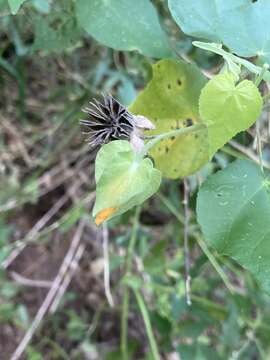 Image of whiteleaf Indian mallow