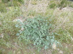 Image of Glaucosciadium