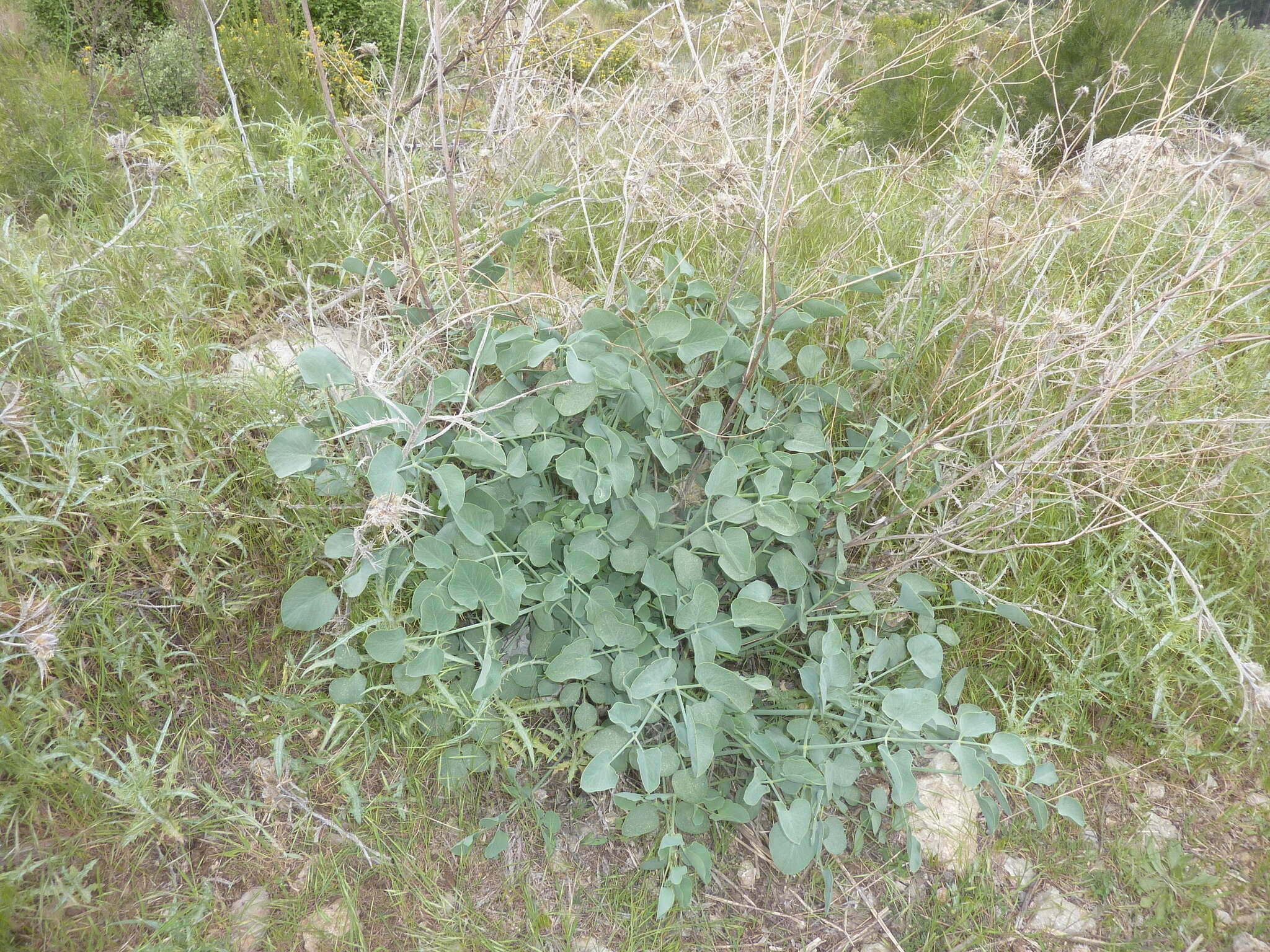 Image of Glaucosciadium