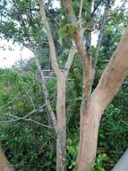 Image of Cratoxylum cochinchinense (Lour.) Bl.