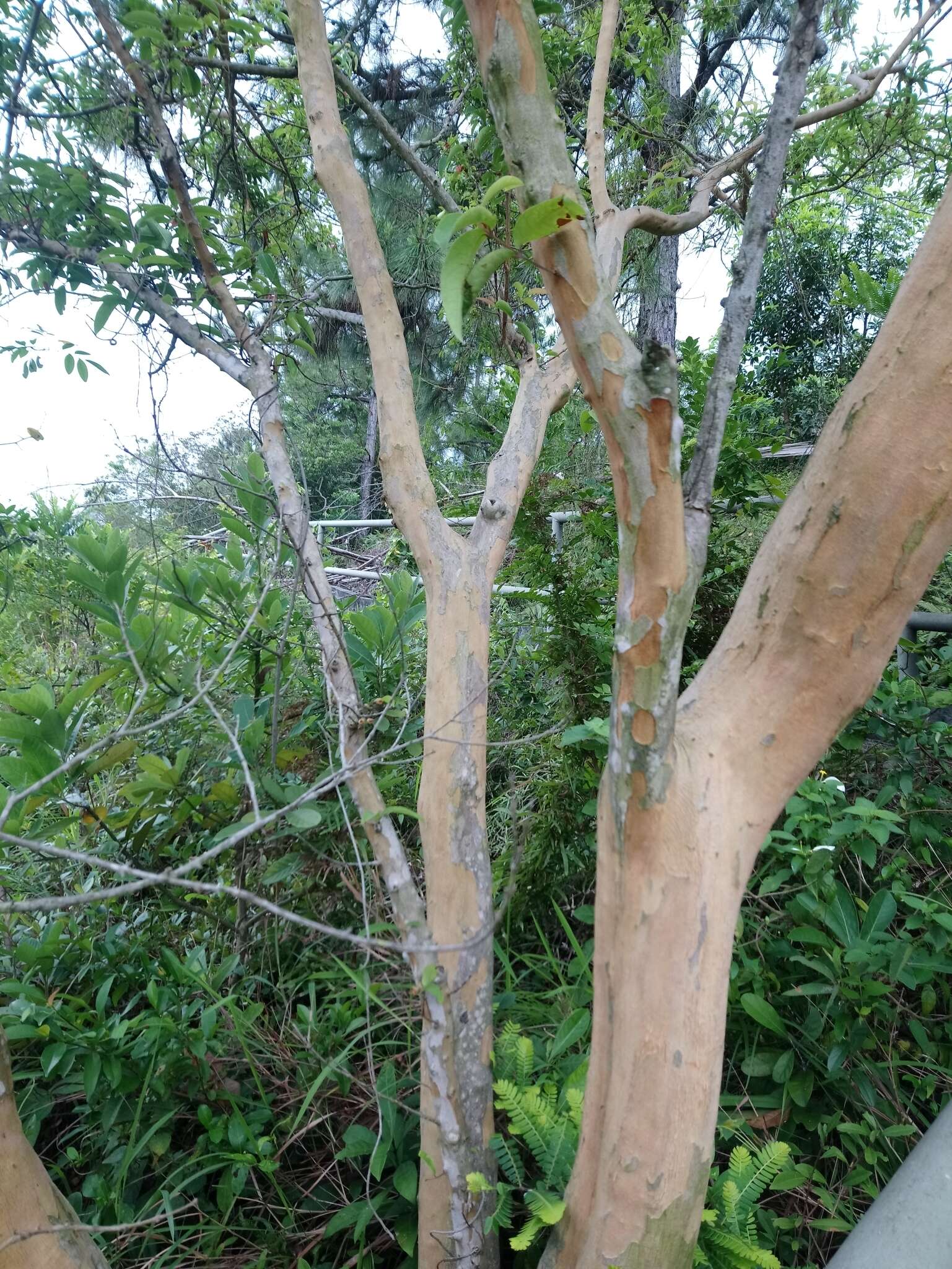 Image de Cratoxylum cochinchinense (Lour.) Bl.