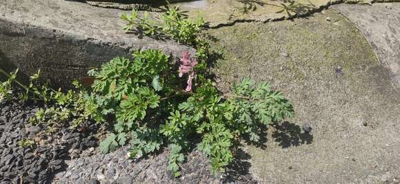 Image of Corydalis edulis Maxim.