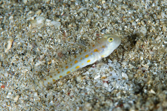 Image of Maiden goby