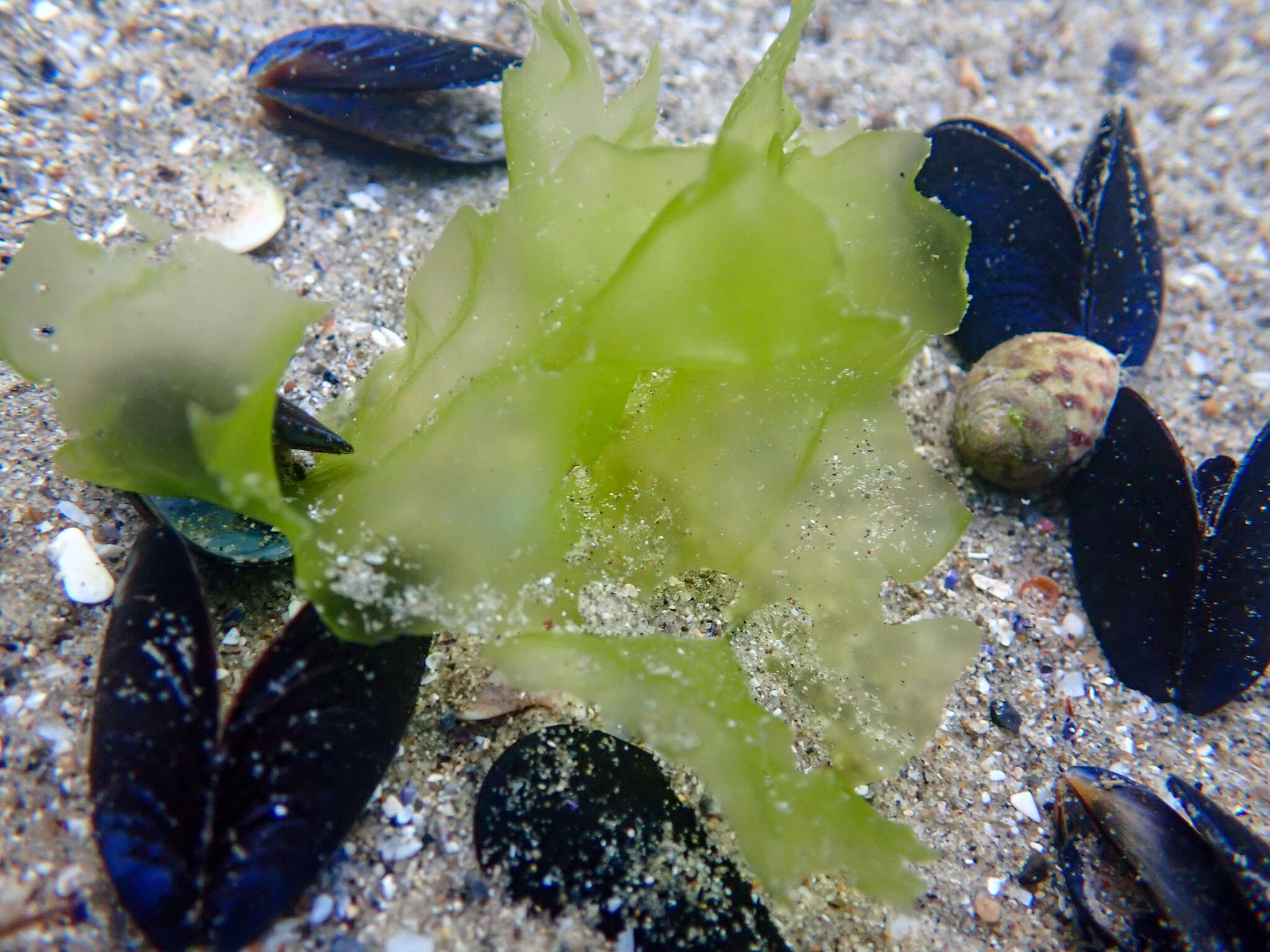 Image of Sea Lettuce