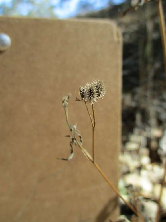 Image of spreading hedgeparsley