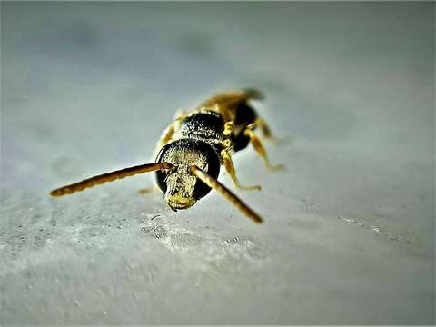 Imagem de Lasioglossum mandibulare (Morawitz 1866)