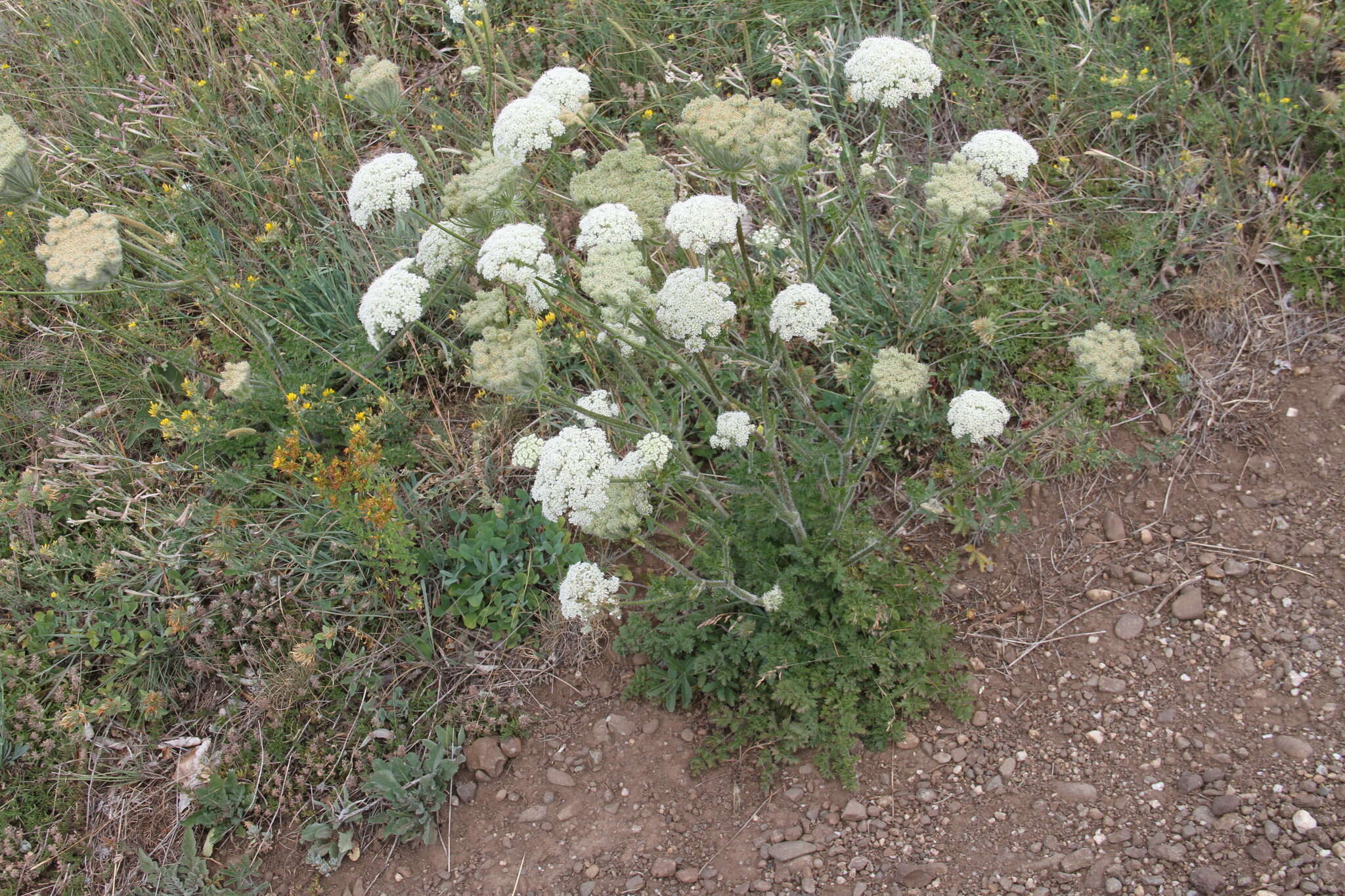 Image of Silphiodaucus hispidus