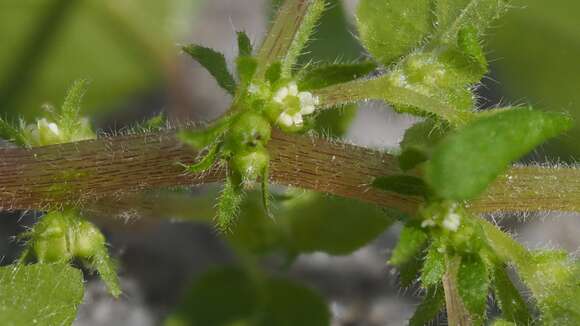 Image of Parietaria hespera var. hespera