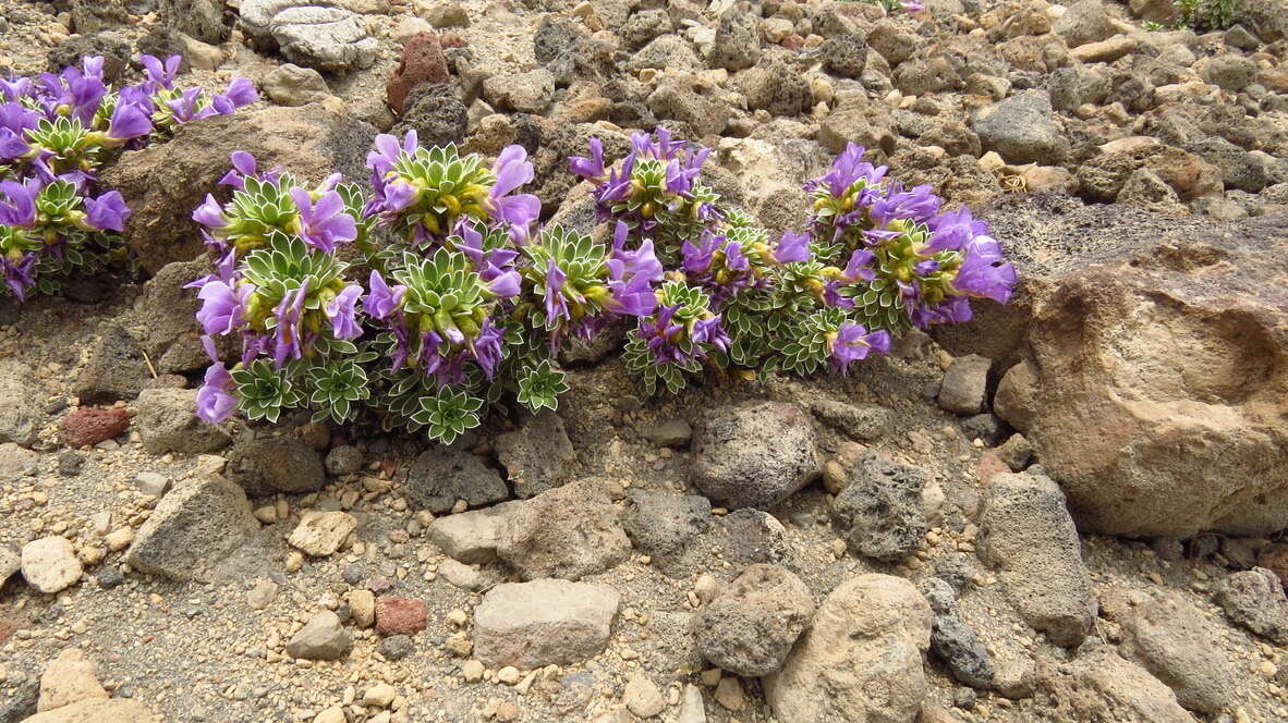 Image of Viola cotyledon Ging.